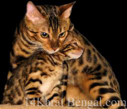 14Karat Bengal Kittens Golden Sabu & Sheva
