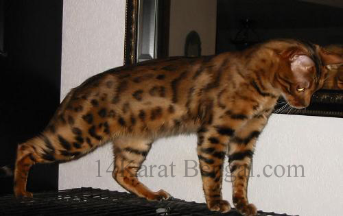 IndiaInk Sakima of 14Karat Bengal