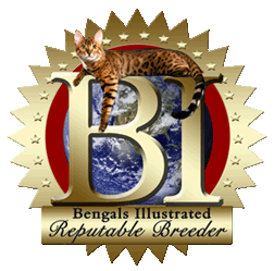 14Karat Bengal - Most Popular Cattery on Bengals Illustrated