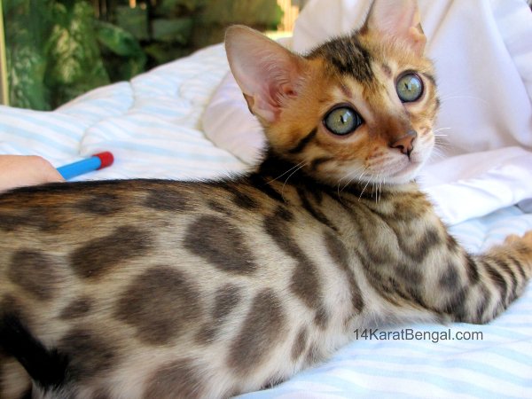 leopard kittens for sale