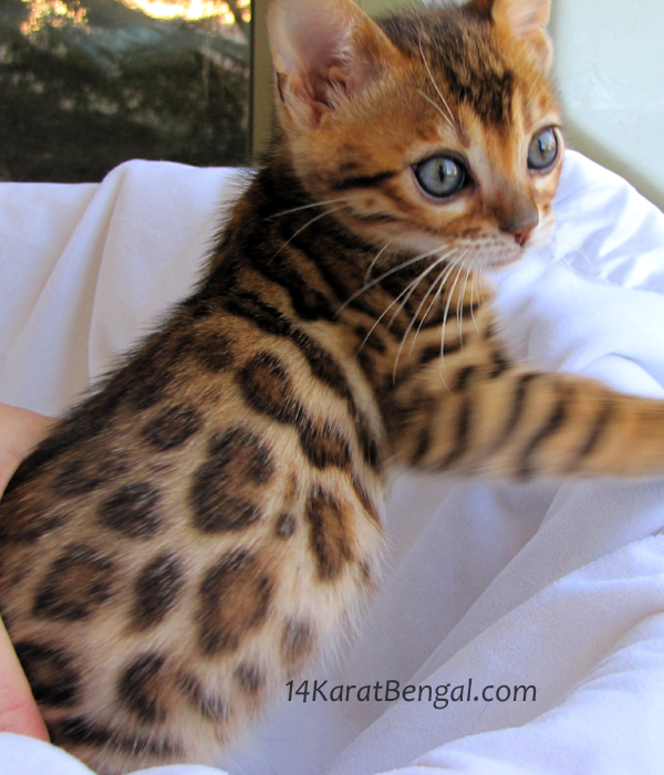 Bengal Kittens for Sale, Healthy, Top Quality Bengal ...
